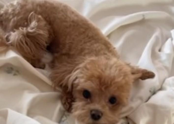 Лариса Гузеева призналась, что от одиночества её спасает только собака Жужа