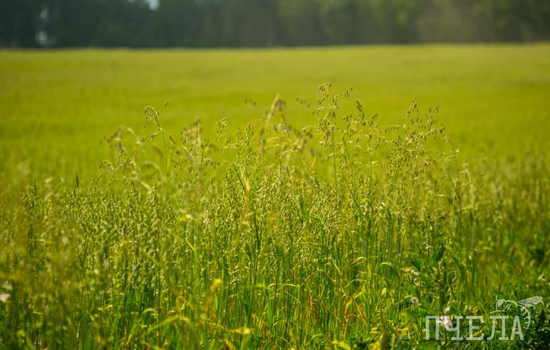 Участники проекта «Зелёная экономика» обсудили план адаптации Челябинской области к изменениям климата