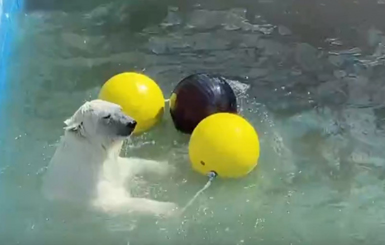 Медведица Айриша из челябинского зоопарка показала самые изящные упражнения на воде