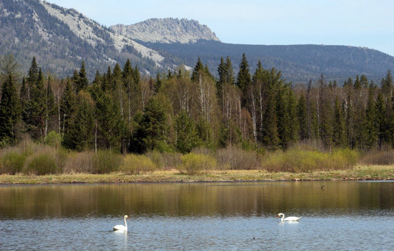 В нацпарке Челябинской области заметили пару краснокнижных лебедей