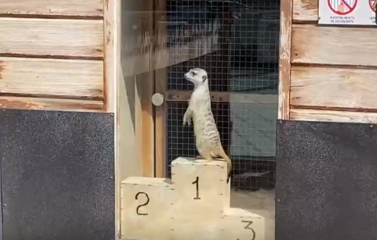 Сурикаты и мангусты из челябинского зоопарка сделали педикюр и переехали в летние резиденции