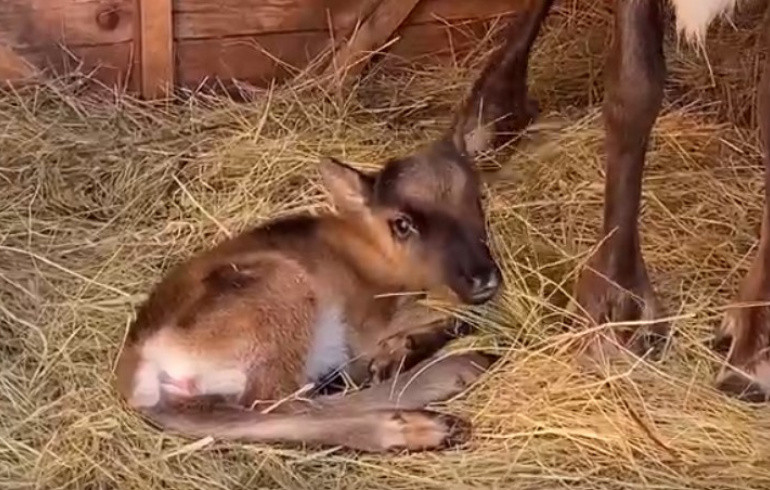 В семье северных оленей из челябинского зоопарка родилась маленькая Вьюга