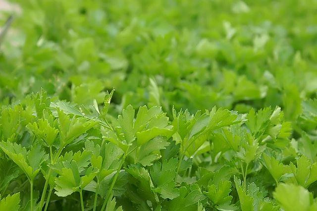 Россиянам рассказали, с какими лекарствами опасно сочетать петрушку и укроп