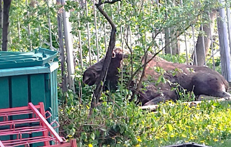 В детский сад Златоуста прибежал лось