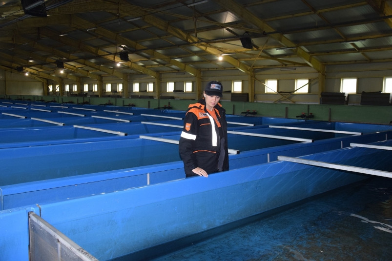 ННК выпустила в реку в Приморье около 450 тысяч мальков рыб лососевых пород