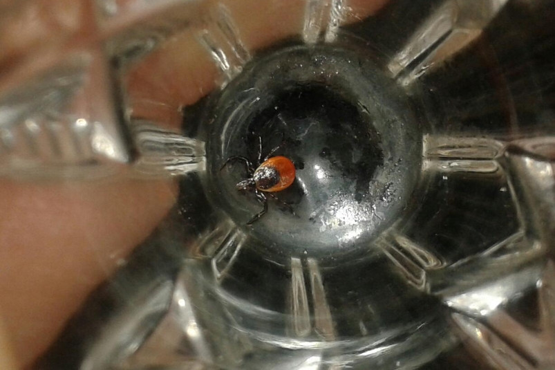 Россияне стали чаще страховаться от клещей