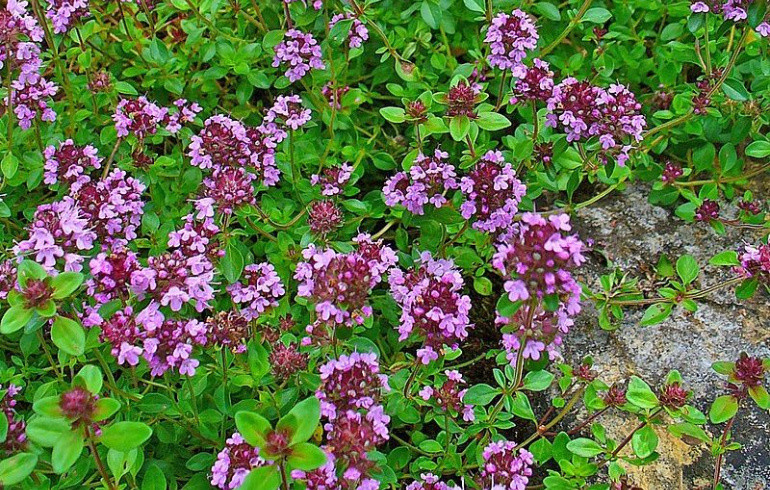 Кому запрещено пить чай с чабрецом, рассказали эксперты