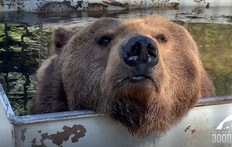 Медведь Малыш из челябинского зоопарка показал водный «балет в валенках»