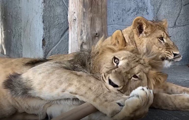 Челябинцам показали здоровые «вечеринки» выдр, леопардов, львов и лис из зоопарка