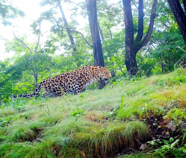 День леопарда и Библионочь: насыщенные выходные во Владивостоке