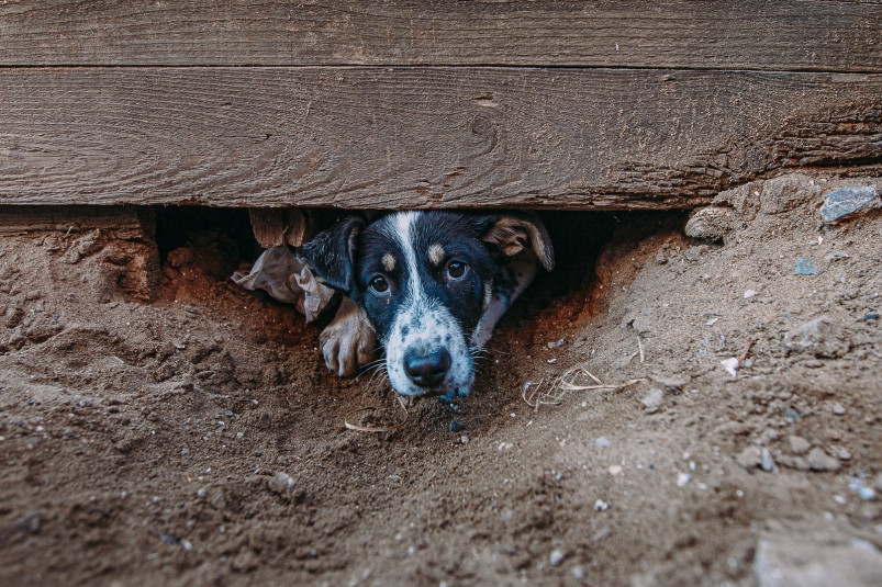 В Находке агрессивная собака напала на 7-летнего ребенка