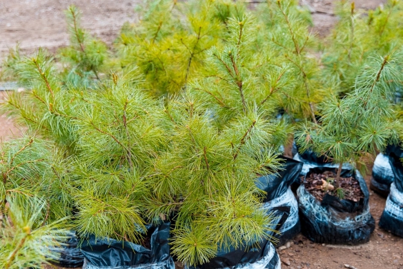 Ребята из школьных лесничеств по всему Приморью приняли участие в акции “Сад памяти”