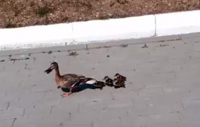 Экологи помогли утке с утятами перейти через широкую дорогу на северо-западе Челябинска