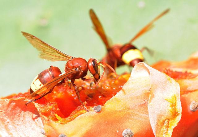 Врач Иванов рассказал, как действовать после укуса пчелы, осы или шершня