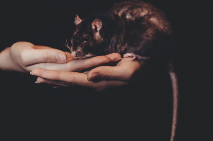 Крыса напугала посетителей избирательного участка в Турции