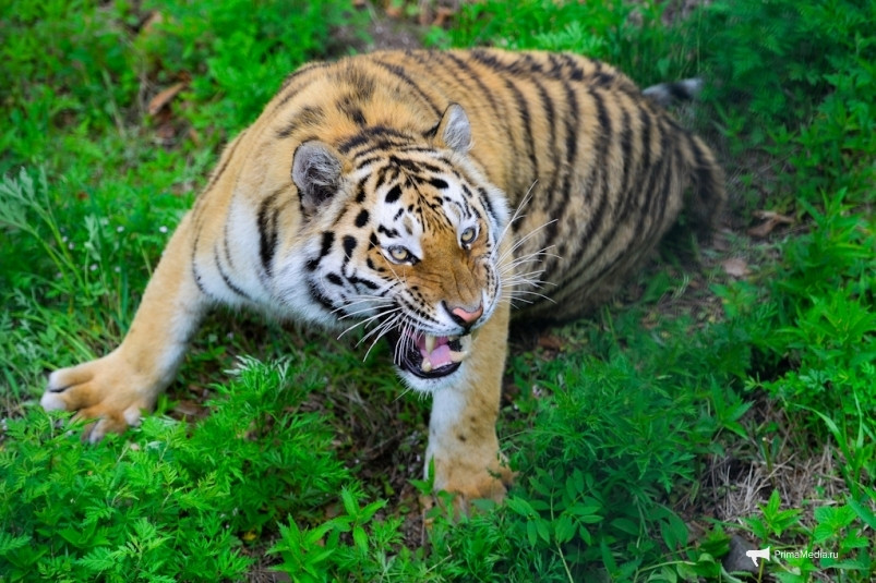 Ученый ДВО РАН по полочкам разложил причины нападения тигров на людей и предложил пути решения