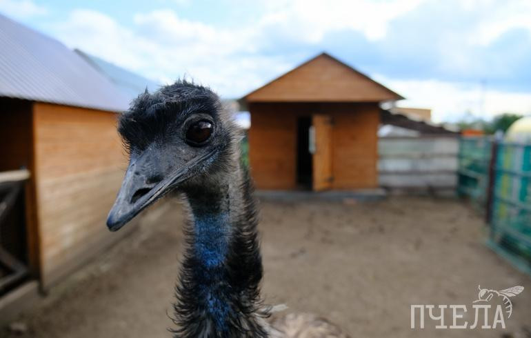 Челябинский зоопарк закроют на один день