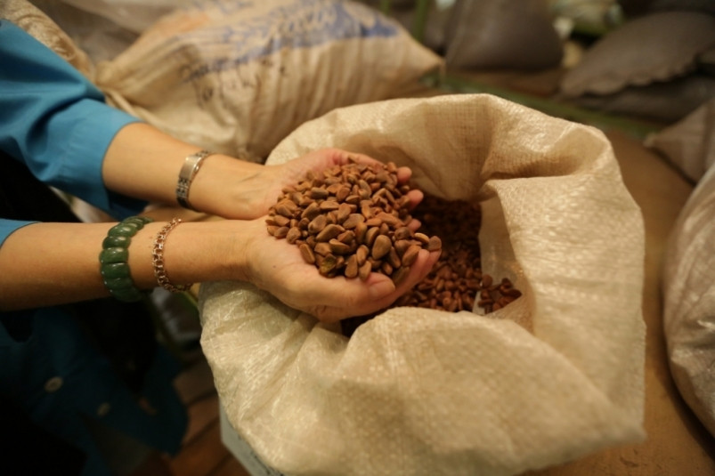 В Минприроды поддержали инициативу ЗС ПК о регулировании оборота кедрового ореха