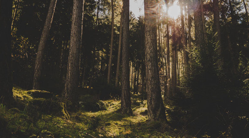 В Подмосковье задержали мужчину с гранатами в карманах