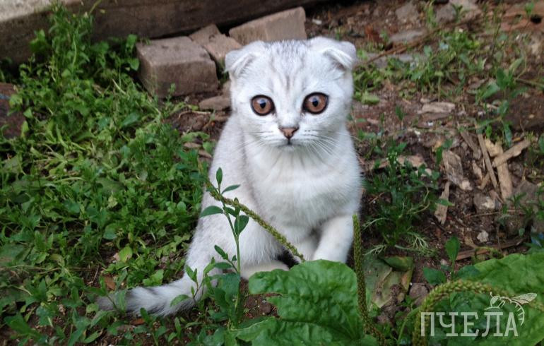 Сорвать нельзя отравиться: тест по целебным и ядовитым растениям Челябинской области