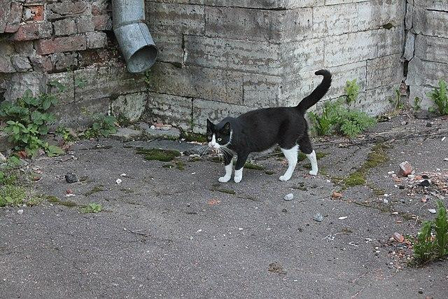 В США жителей округа во время занятий спортом атаковал домашний кот