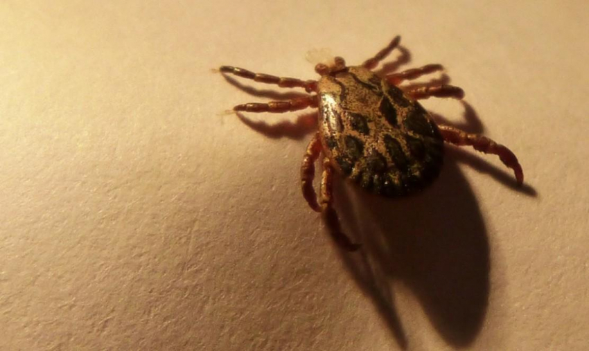 Инфекционист Владимир Неронов предупредил, что энцефалит может привести к коме