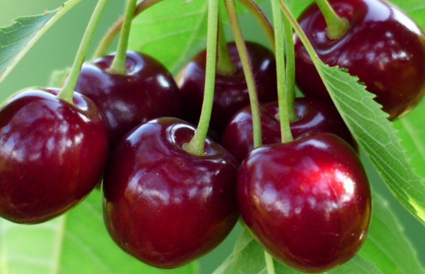 Россиян предостерегают от употребления слишком большого количества черешни