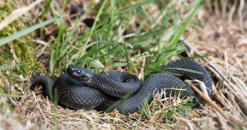 Жителей Подмосковья и Москвы предупредили о нашествии опасных змей