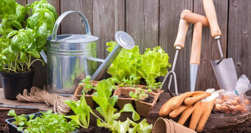 Народные стимуляторы всхожести семян: как заставить растения быстро принести плоды