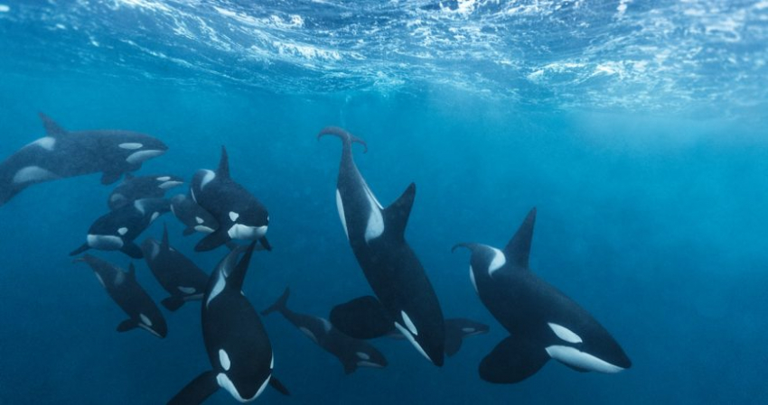 Опасные игры или зачем косатки топят парусники