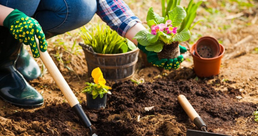 Лунный календарь огородника: когда сажать капусту в июне 2023 года на грядку и в теплицу