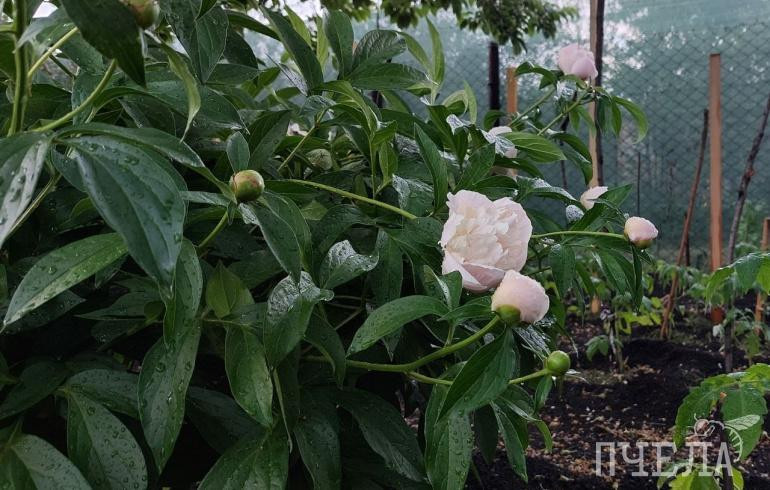 В Челябинской области после гроз и града резко похолодает с +36 до дневных +18 градусов