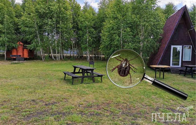 В профсоюзе рассказали, в каких случаях укус клещом в рабочее время считается несчастным случаем