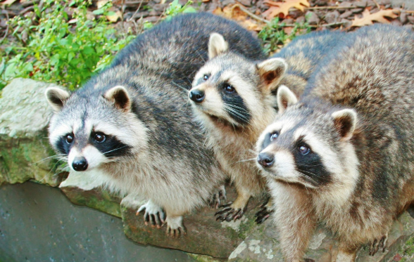 Еноты сгрызли кабелей телеканала «Матч-ТВ» на сумму более 700 тысяч рублей