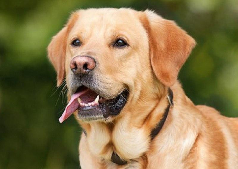 Учёные из Аделаидского университета установили, что 74% собак едят траву из-за чувства голода или скуки