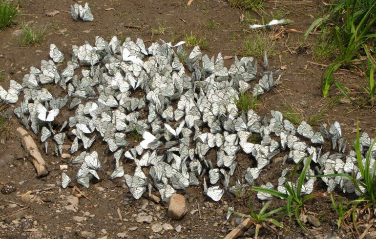 Полчища бабочек заполонили нацпарк «Таганай» в Челябинской области