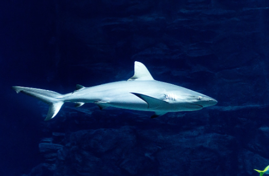 В России создали устройство для дистанционного удара по акулам