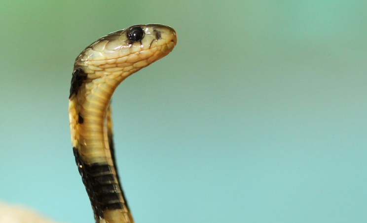 В Индии кобра выплюнула целую курицу на глазах у змеелова