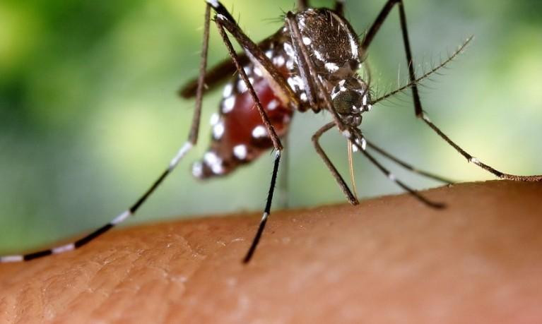Врач Поздняков рассказал, кому следует опасаться укусов комара