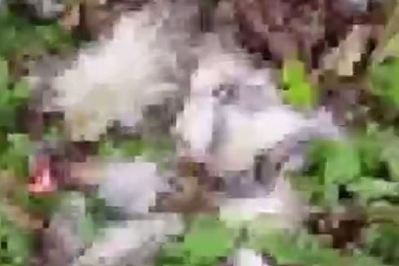 “Есть мяса чуток”: разодранный труп нашли в лесу жители Приморья – видео