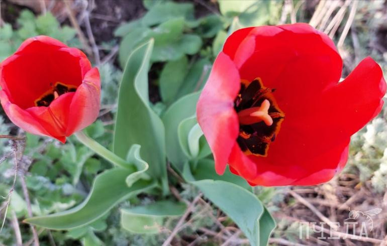 В Челябинскую область на пару дней вернётся 26-градусная жара