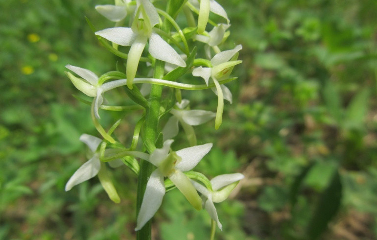 В Челябинской области на две недели раньше срока зацвела ночная фиалка
