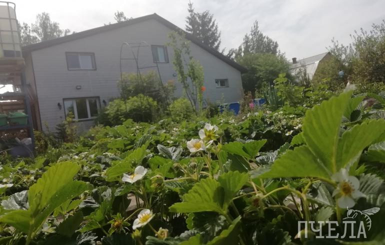 Как бороться с долгоносиком на клубнике, посоветовали опытные садоводы