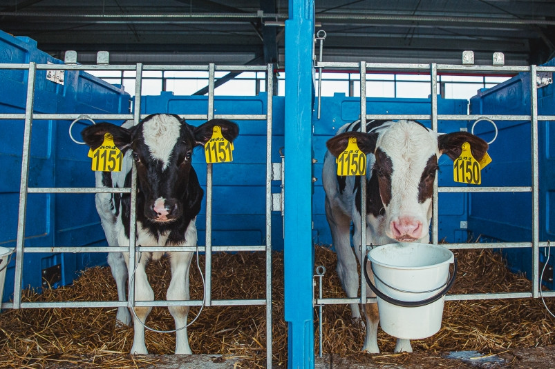Вьетнамский инвестор не отказывается от планов построить молочный комплекс в Приморье