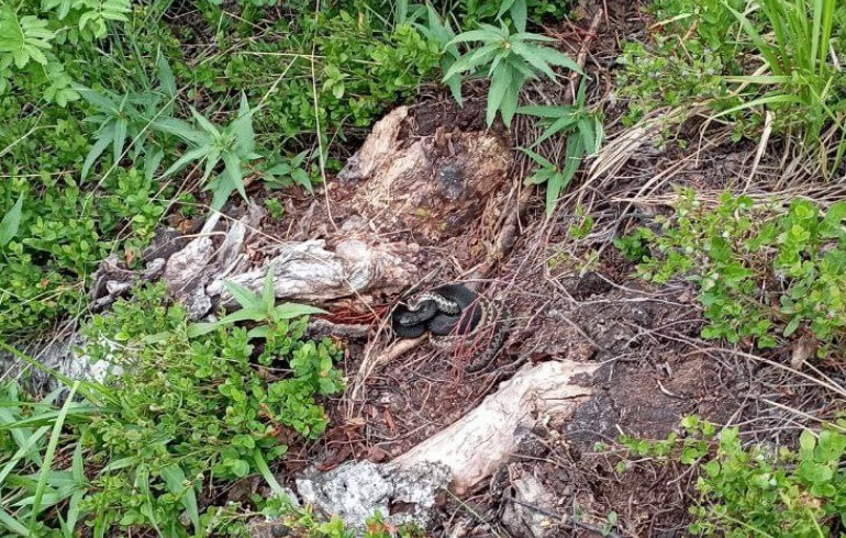 В нацпарке «Таганай» предупредили о гадюках