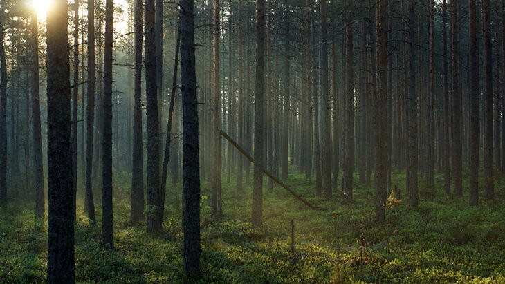 Табу на пикник: россиян просят отложить поход в леса Подмосковья с 16 по 19 июня 2023 года