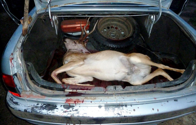 На Южном Урале задержали браконьера с убитой косулей