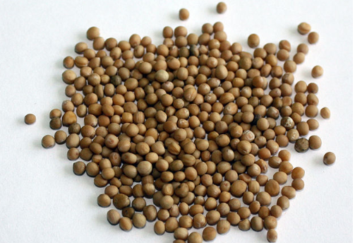 Раскрыта неожиданная польза горчичного масла