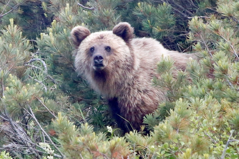 В Магадане медведь задрал человека