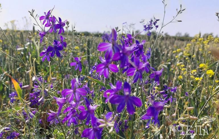Синоптики дали прогноз по возвращению в Челябинскую область 20-градусного тепла